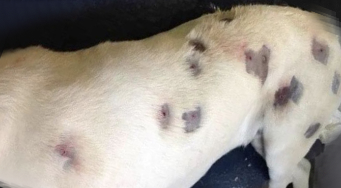 She thought dog was full of bites – then vet looks closer and calls the police