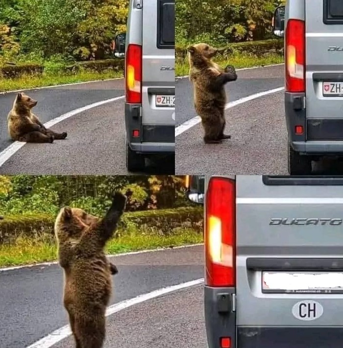 “Man’s Drive Home Takes a Wild Turn When a Bear Tries to Open His Car Door”