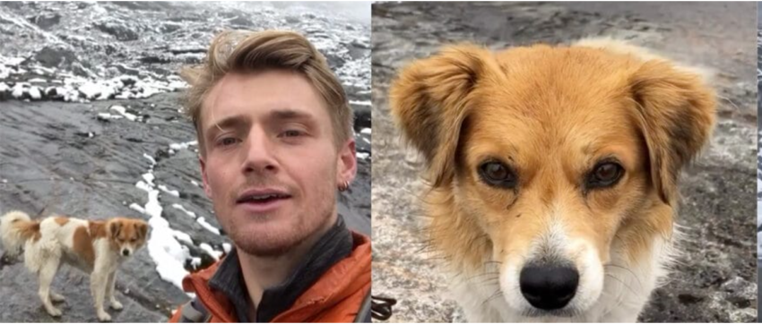 Hiker was lost in the mountains — then a stray dog arrived to show him the way