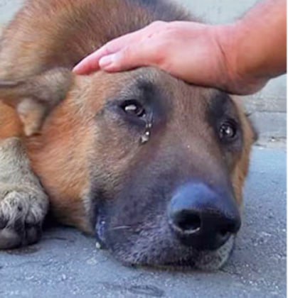 Abandoned And Trapped In Deep River, The Elderly Dog started crying When The Volunteer Approached To Caress Him