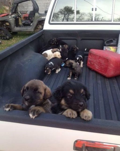 I ended up with a truck full of puppies after stopping for gas in the middle of nowhere.