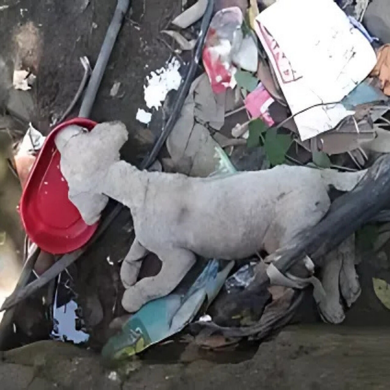 Forgotten in His Own Home, Starving Puppy Finds a New Life Full of Love