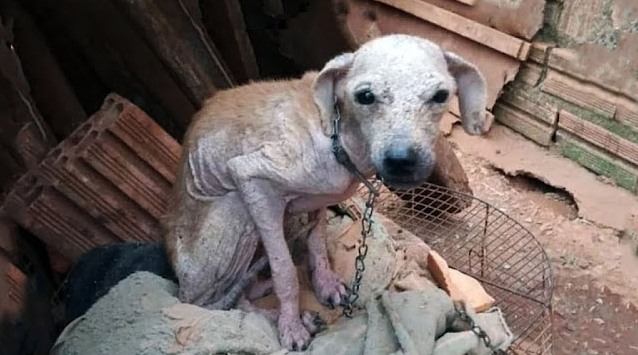 The Owner Mocked Him And Left Him For Many Days Without Food!