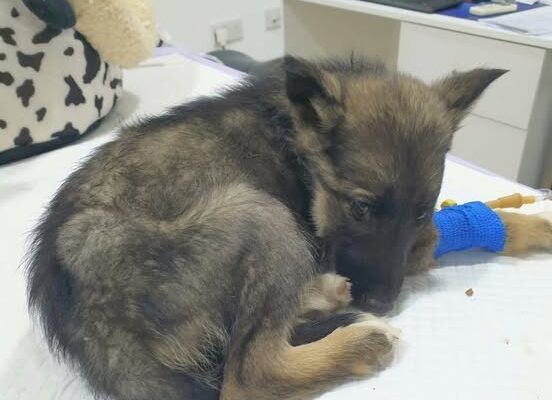 Vet gives puppy death sentence, reaches for needle – then boss takes look at her paws and shouts out