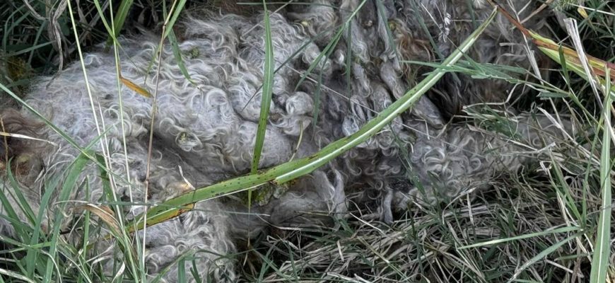 Matted poodle was on the loose for 8 months — now looks completely different after makeover