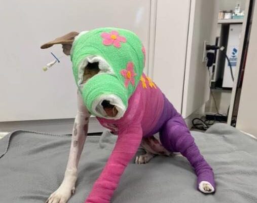 Riona was cruelly set on fire — after a year of recovery, she’s finally going to her new home