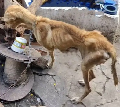 Olive’s Journey: From a Puppy Factory to a Life of Love