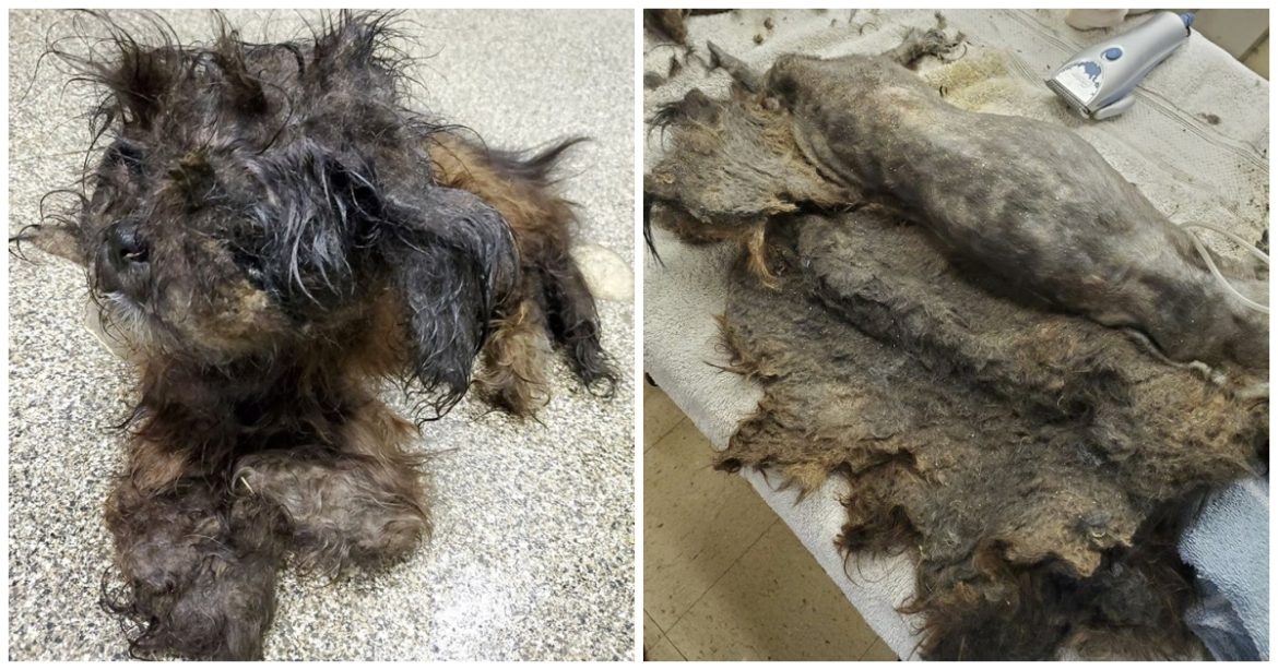 Mystery Animal Dropped At Humane Society, Workers ‘Clueless’ As To What ‘It’ Is