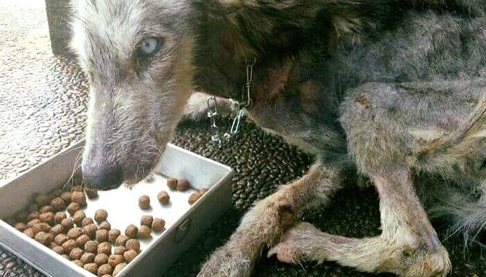 Skeletal husky dog rescued from the brink of death – 10 months later she is unrecognizable