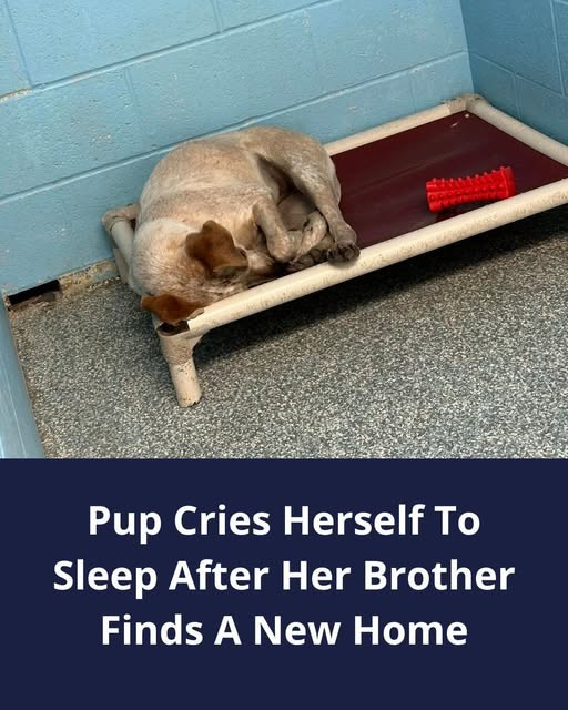 Rescuers Were Heartbroken By This Dog’s Reaction After Her Brother Was Adopted And She Was Not