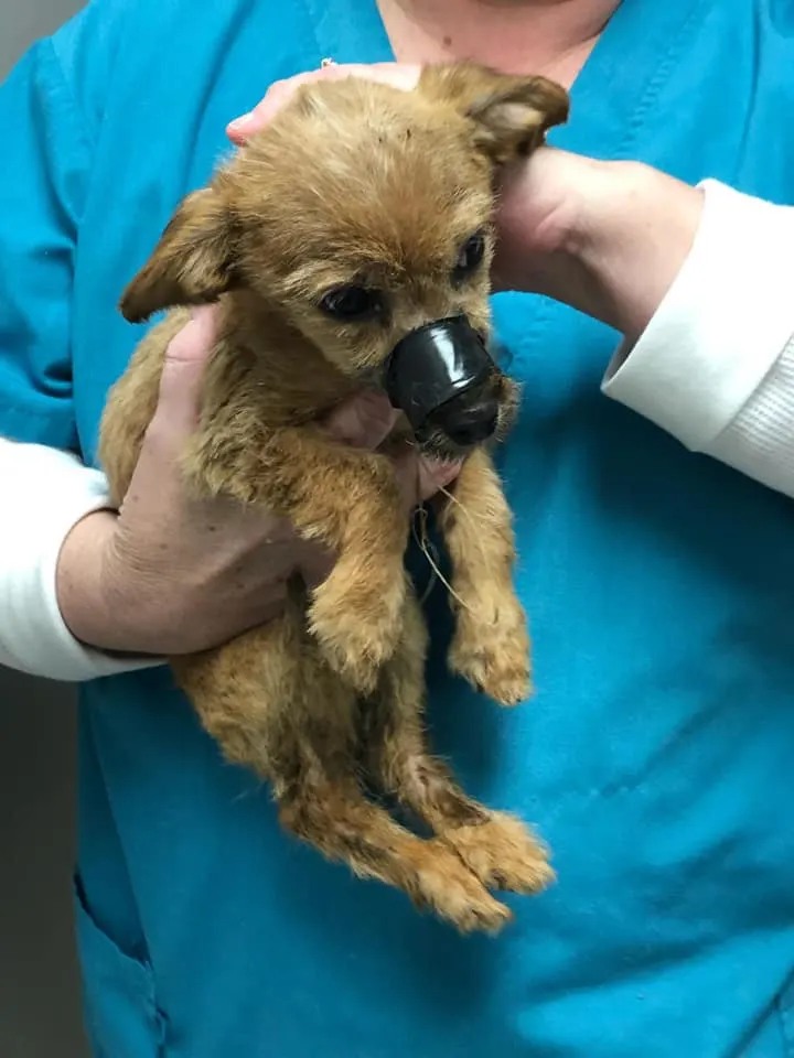Puppy Thrown Off Bridge With Taped Muzzle Is Rescued—Then Reunites With His Hero