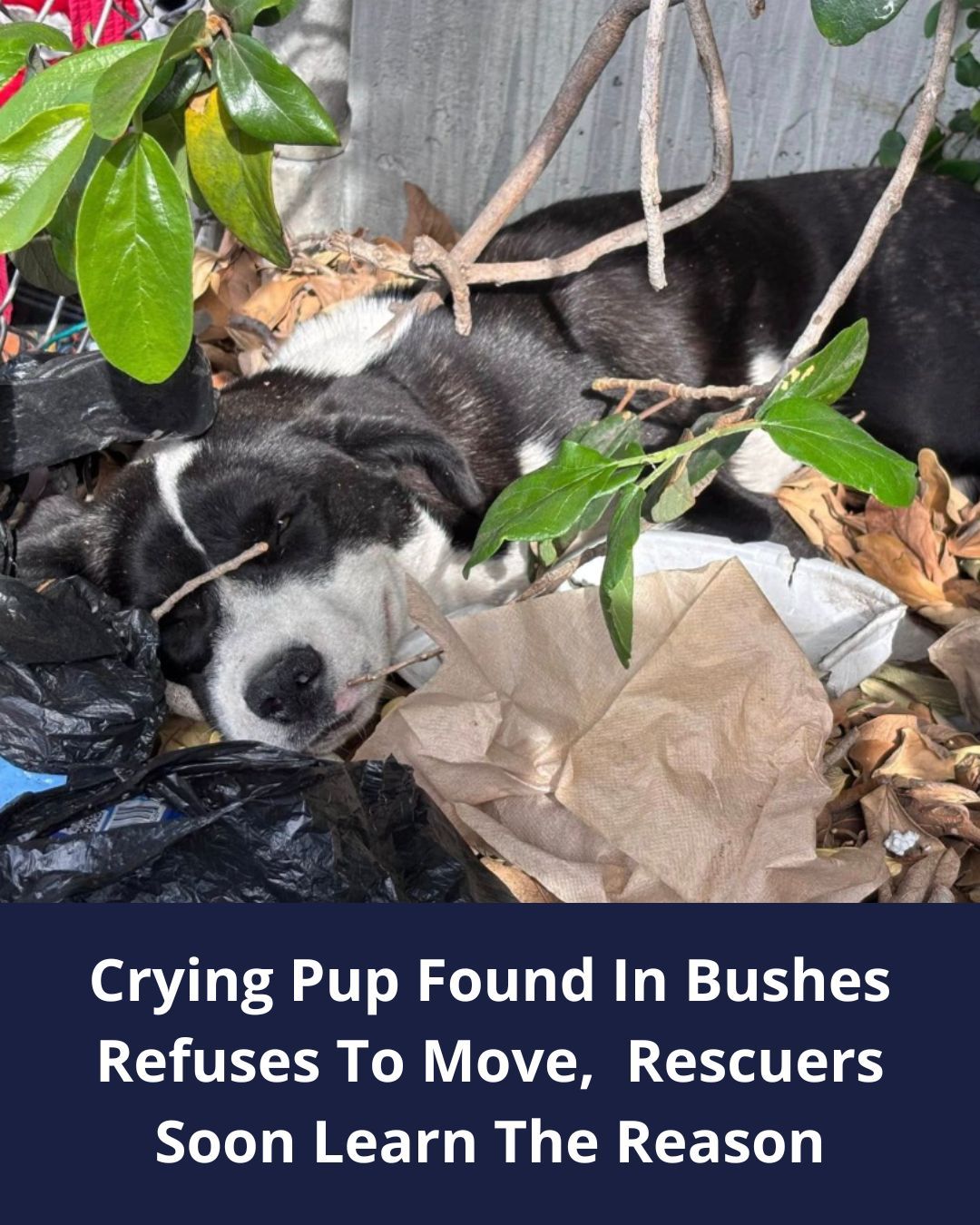 California Rescuers Shocked To Learn Why This Crying Pup Refuses To Move From Bushes