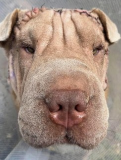 Rescue Shar Pei Gets A ‘Face Lift’ So He Can See Again