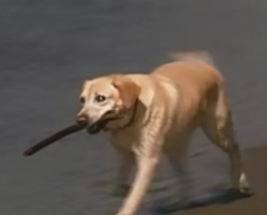 Blind Dog Rescued From Euthanasia Saves Girl From Drowning