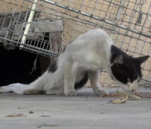 Paralyzed Stray Cat Walks Again After Being Rescued Off The Street