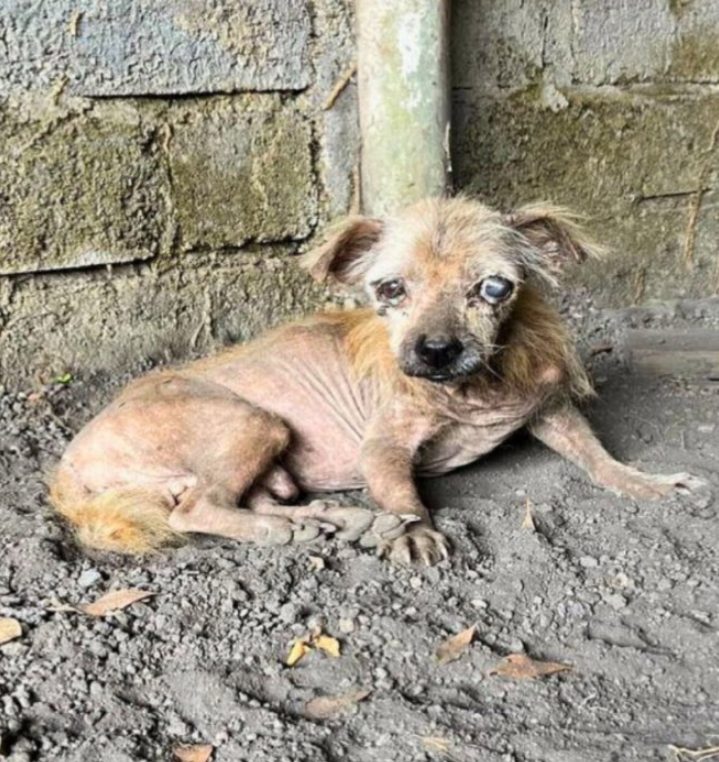 Resilient Dog’s Journey from Abandoned to Adored: A Quest for a New Loving Home