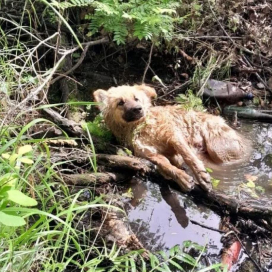From Freezing Waters to a Warm Home: Mulan’s Journey of Resilience