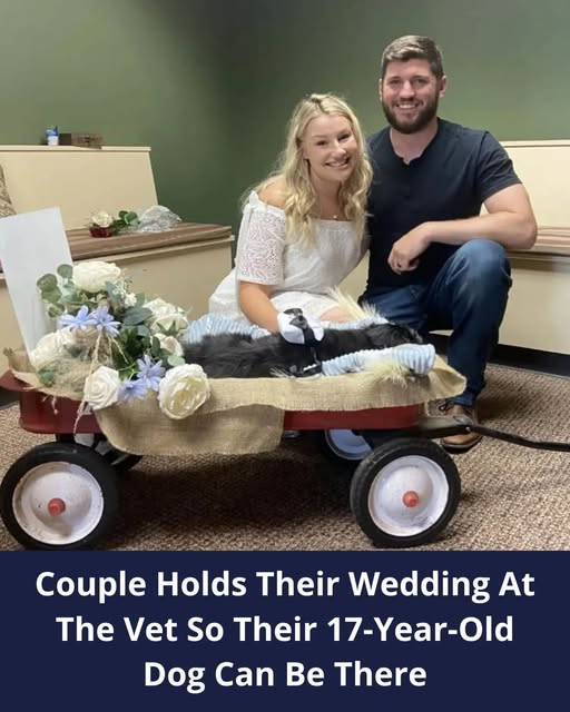 Couple Living In Wisconsin Has Their Wedding At The Vet To Include Their Beloved Dog