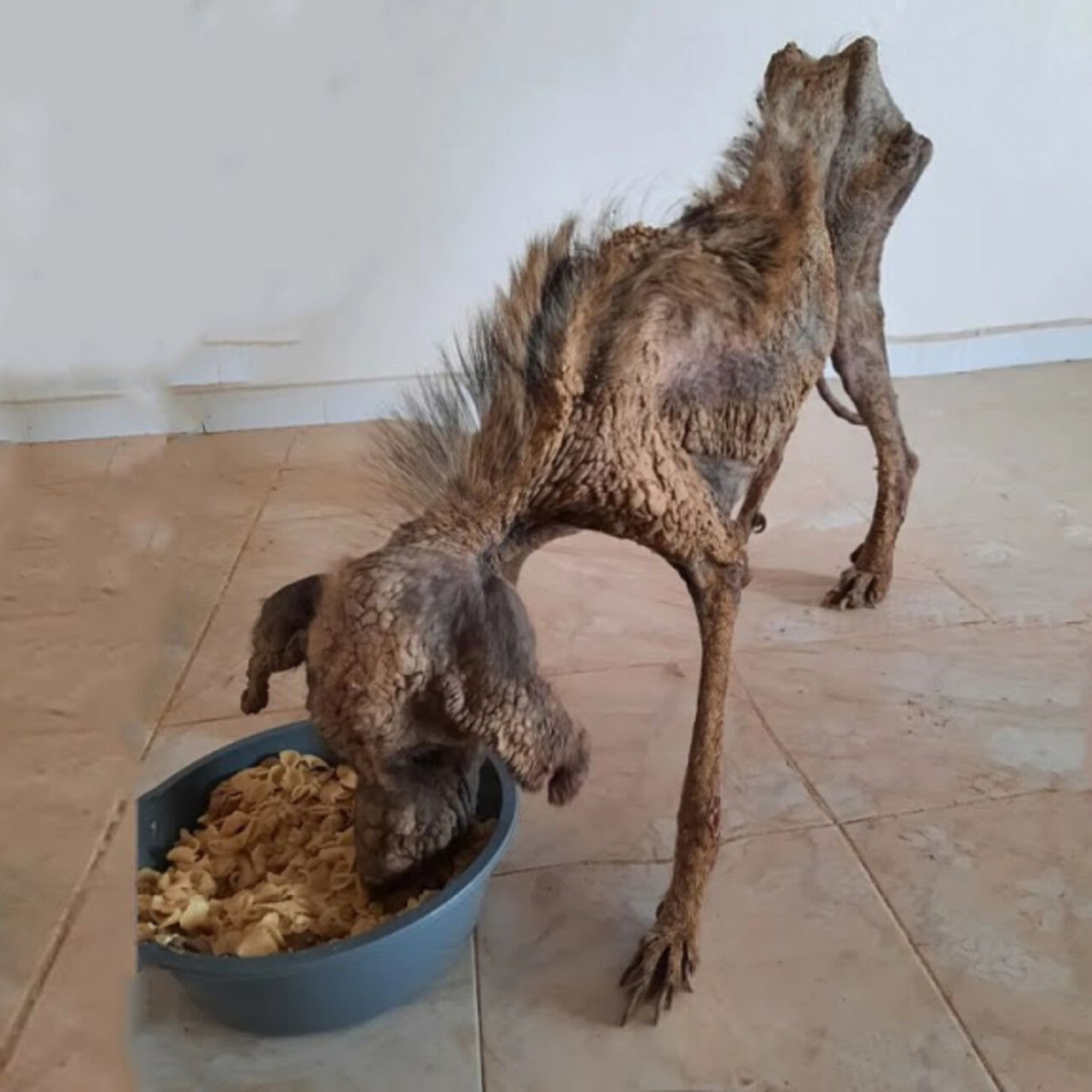 Zeyna’s Inspiring Journey: From Neglect to Renewal With Love and Care