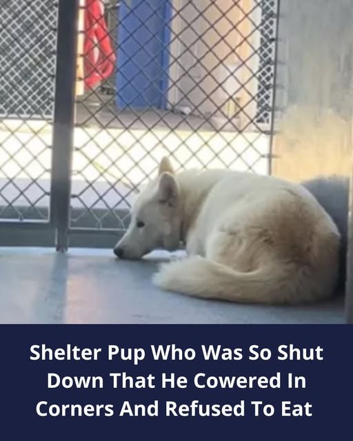 Shelter Pup Who Was So Shut Down That He Cowered In Corners And Refused To Eat Starts Thriving