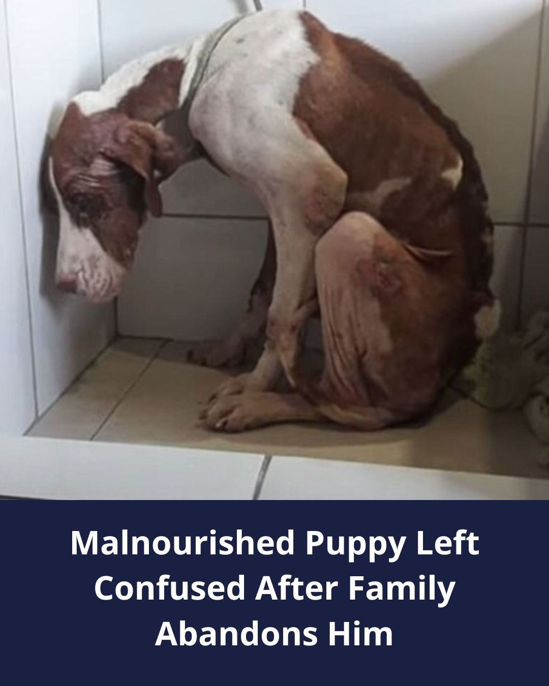Malnourished Puppy Left Confused After Family Abandons Him By The Roadside