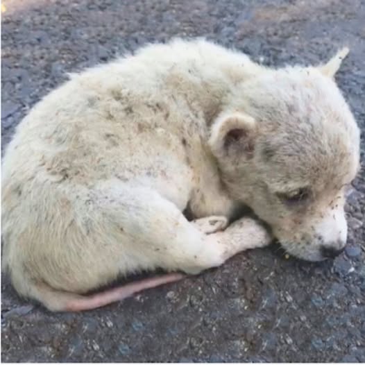 Flea-Infested and Heartbroken, This Puppy Lay on the Road Until Help Arrived