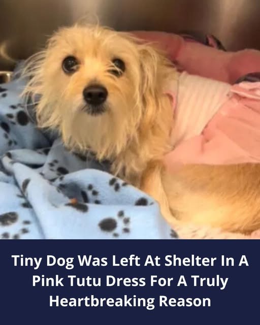 Florida Rescuers Felt Heartbroken For This Pup Who Was Surrendered To Shelter In A Pink Tutu Dress
