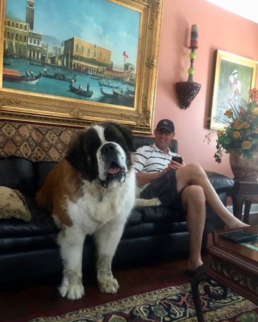 WE ADOPTED A “REGULAR” DOG—BUT HE NEVER STOPPED GROWING