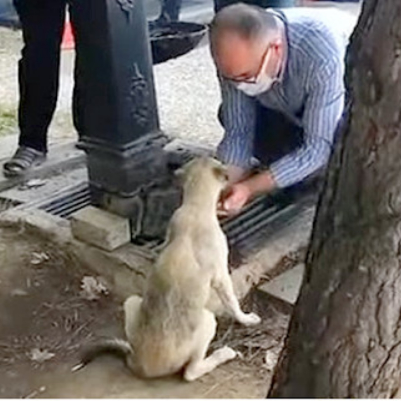 Stranger’s Kindness to Thirsty Dog Captures Hearts Worldwide in Viral Video