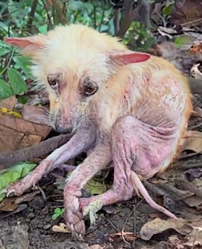 From Abandoned in the Woods to Thriving: Hope’s Journey to a Forever Home