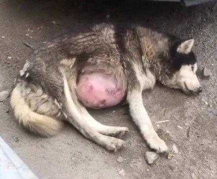 Misha’s Journey: From Abandonment to Unconditional Love