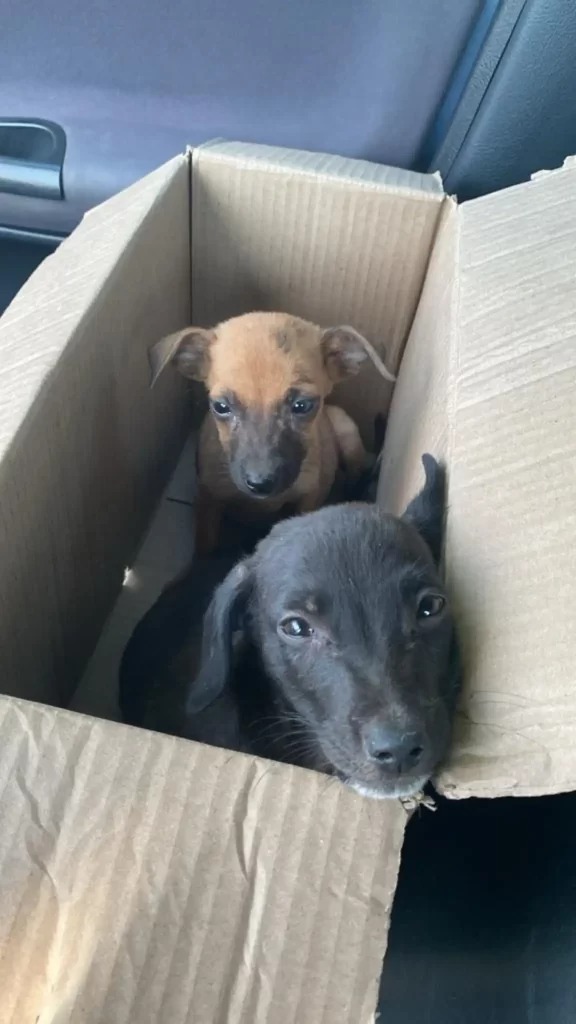 Two Puppies Found On Trash Heap Get A Second Chance For Happiness