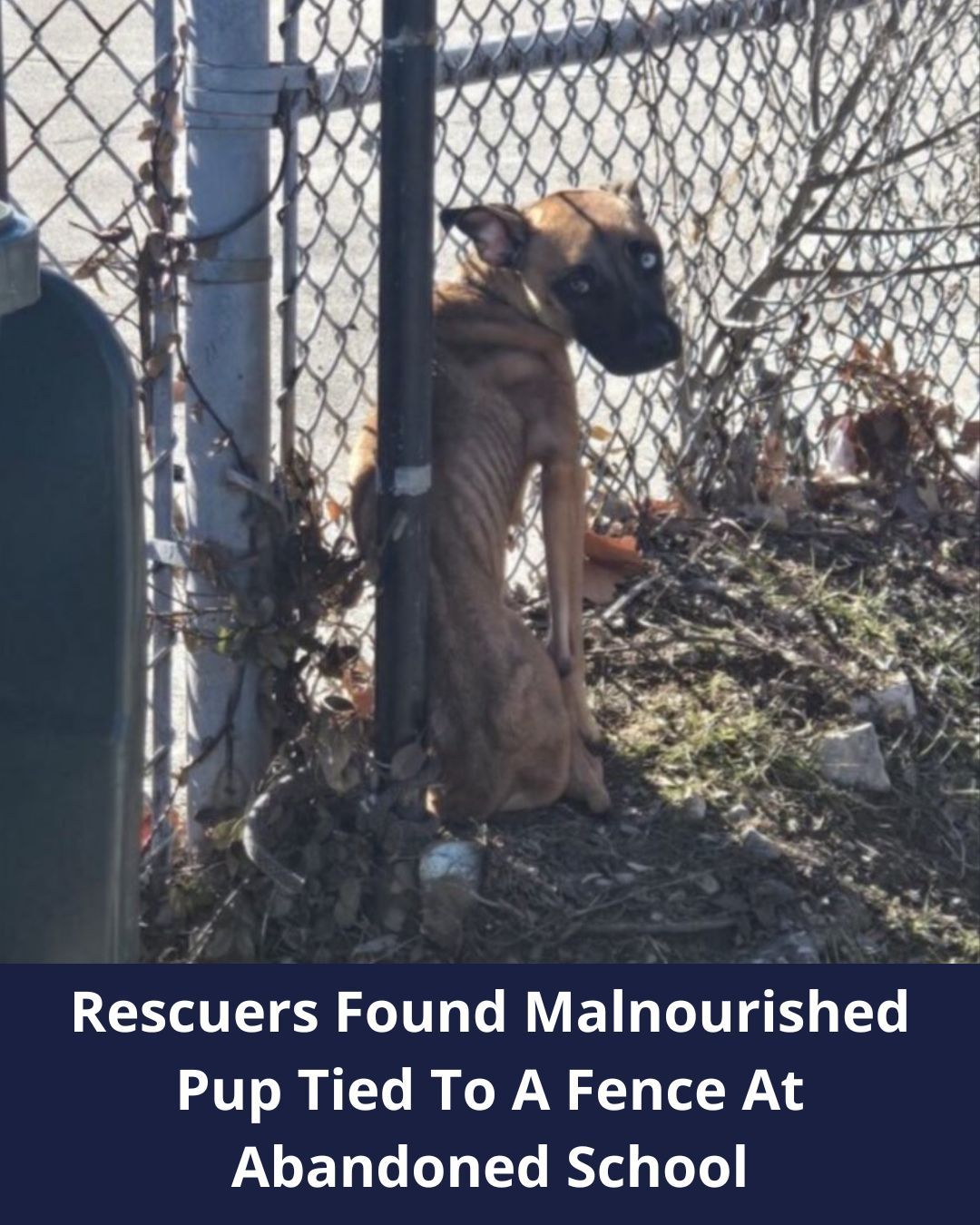 Rescuers Were Heartbroken After Realizing Someone Tied This Pup To A Fence Near An Abandoned School