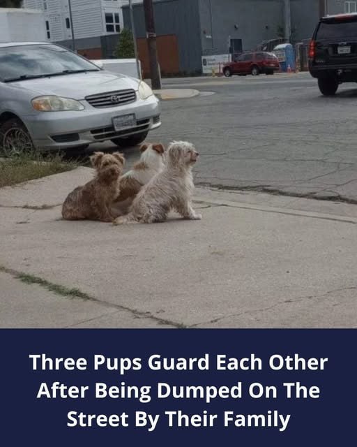 Rescuers Found An Abandoned Dog Family Who Were Still Waiting For Their Owners To Come Back