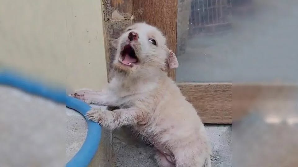 Tiny Puppy Left at Market in Poor Condition, Crying For A Loving Home