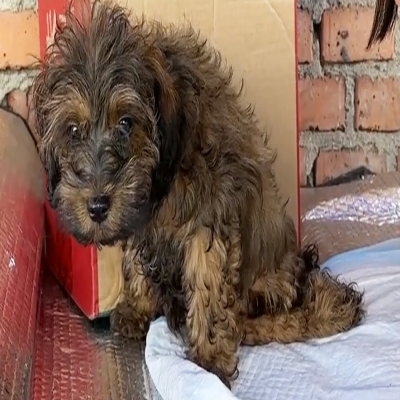 Rescued Dog’s Journey: From Injured and Abandoned to Loved and Thriving in Sanctuary