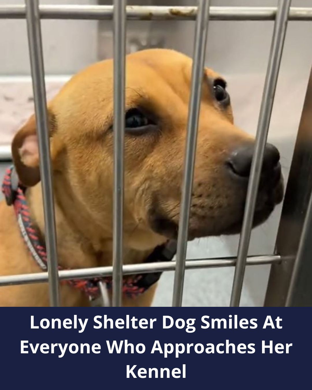 Outgoing Shelter Dog From Texas Rejoices Whenever She Meets Someone, Hoping That She Would Get Adopted