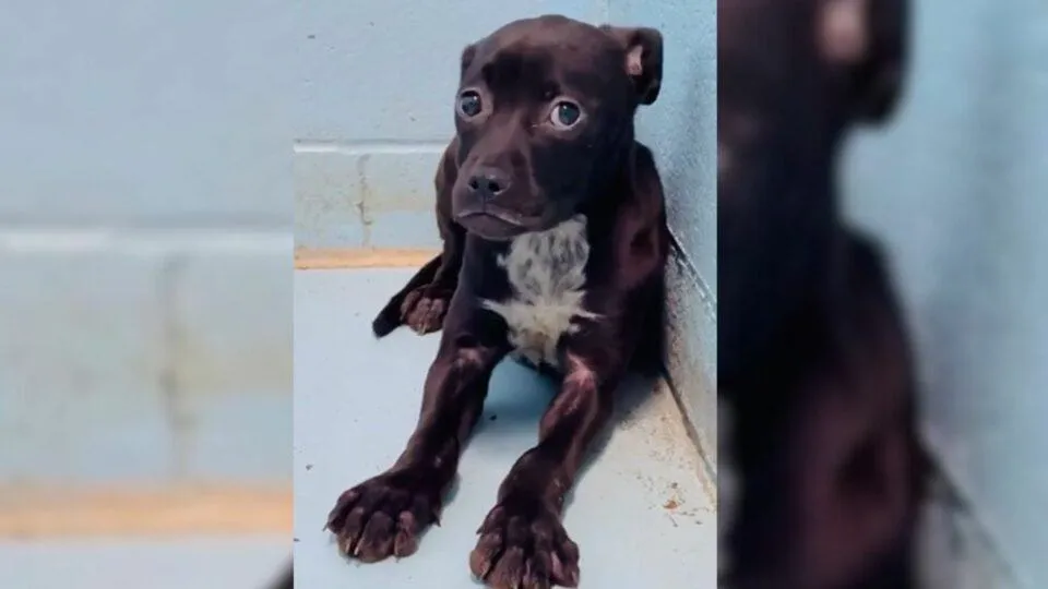 Traumatized Puppy Who Was Trembling In Her Kennel Finds Courage and Joy