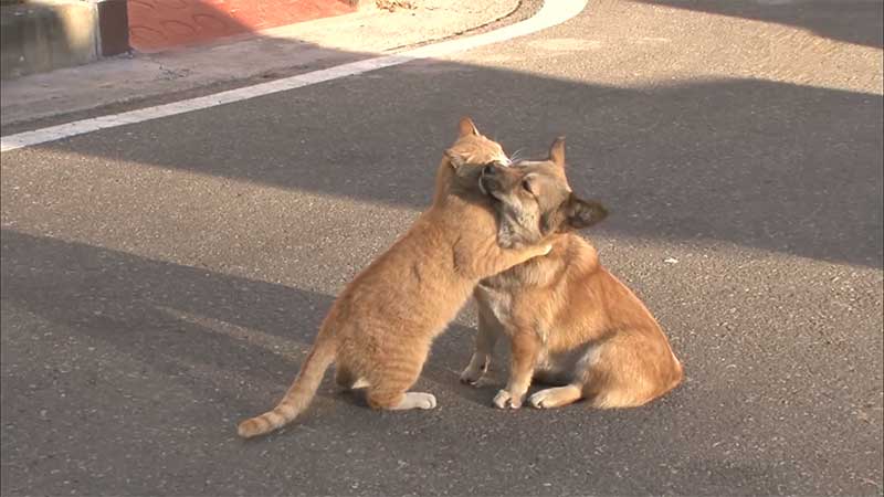 A Stray Cat Comforts an Abandoned Dog While He Waits for His Owner