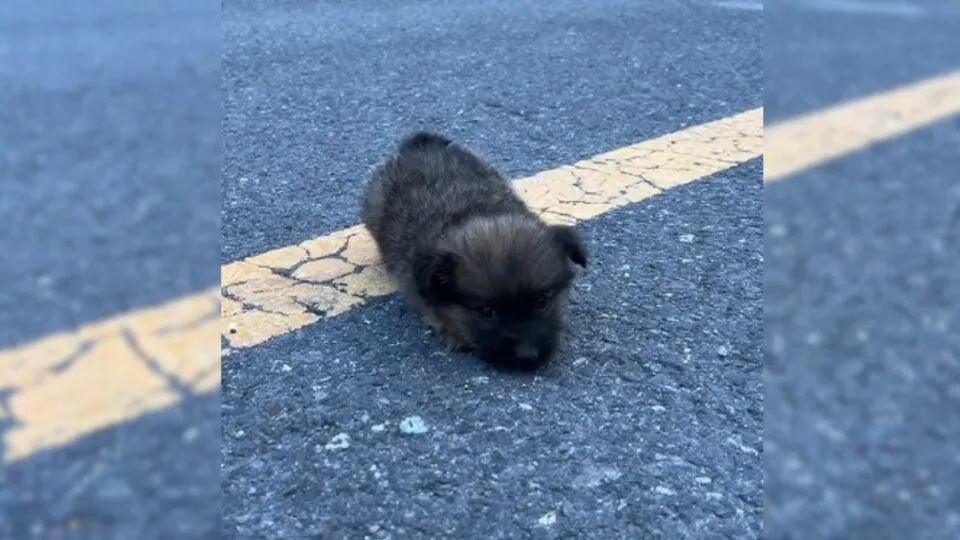 A New Companion: A Traveler’s Journey Takes an Emotional Turn with a Rescue Puppy