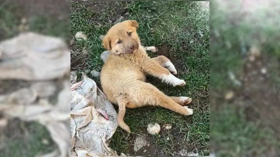 Helpless Puppy with Broken Spine Wept in Pain Until Kind Hearts Rescued Him