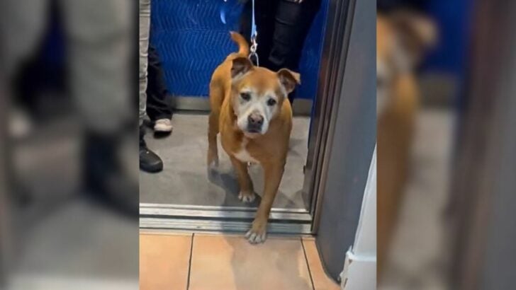 Senior Miami Shelter Dog Who Waited 1739 Days For Someone To Take Him Home Finds His Fairytale