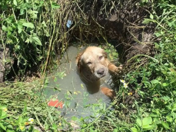 From Drain to Dream: How One Lucky Pup Found Love and a Forever Home