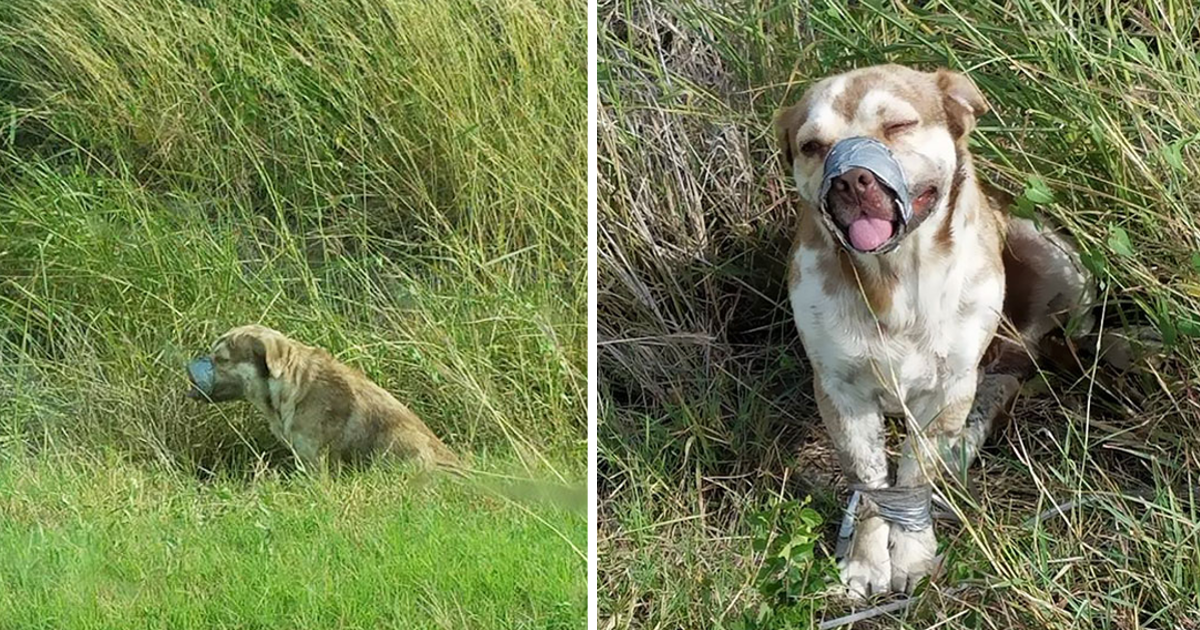 Texas Plumbers Save Taped Dog, Who Can’t Stop Wagging His Tail in Gratitude