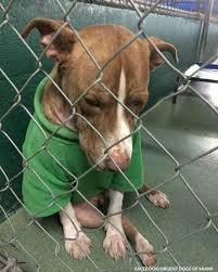 Shelter Dog Who’s Been Wearing A Christmas Sweater For Two Months Finally Gets A ‘Furever’ Home