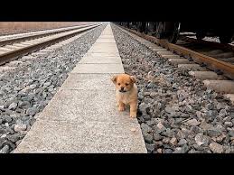 Tiny Hero: Starving Puppy Rescued from Danger on Railroad Tracks