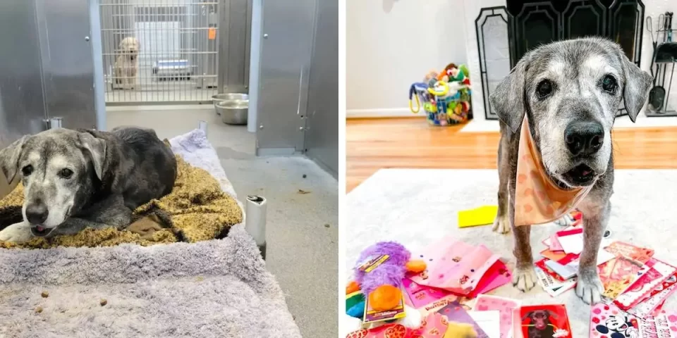 19-Year-Old Dog Transforms into Playful Puppy After Being Saved from Shelter