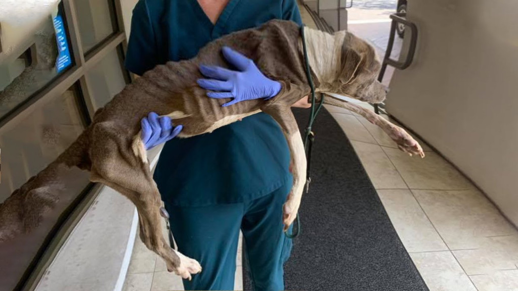 Hope’s Inspiring Journey: Overcoming Neglect and Embracing a New Chapter of Happiness