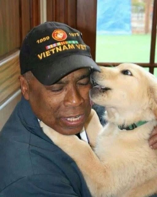 A solitary veteran without family turned down the idea of adoption—until a dog made the choice for him… And then everything transformed.