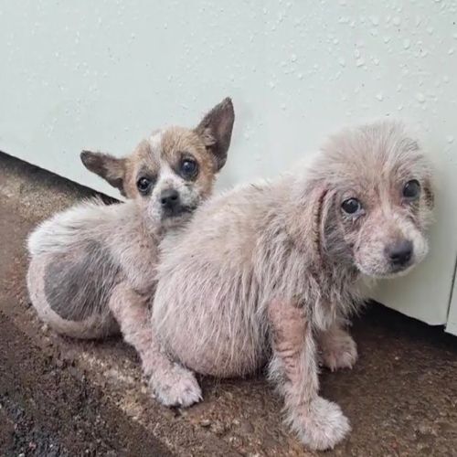 From Street to Sanctuary: The Heartwarming Journey of Vaniyam and Her Puppies